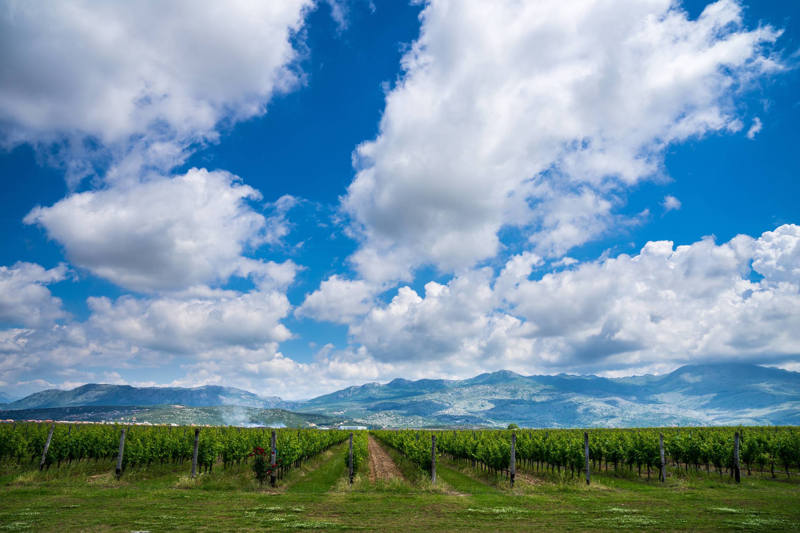 Wine Tour, Montenegro